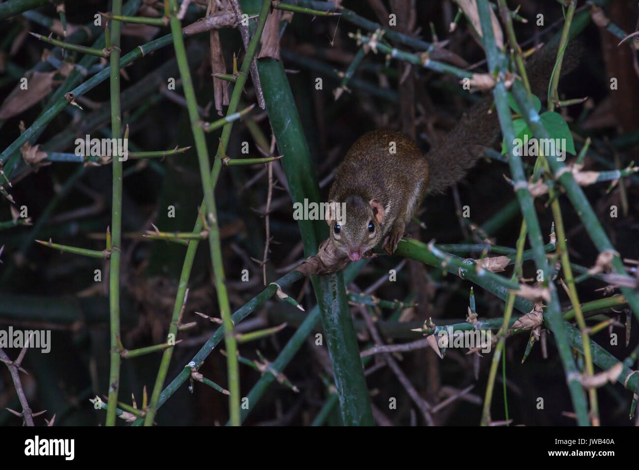Tree shrews hi-res stock photography and images - Alamy