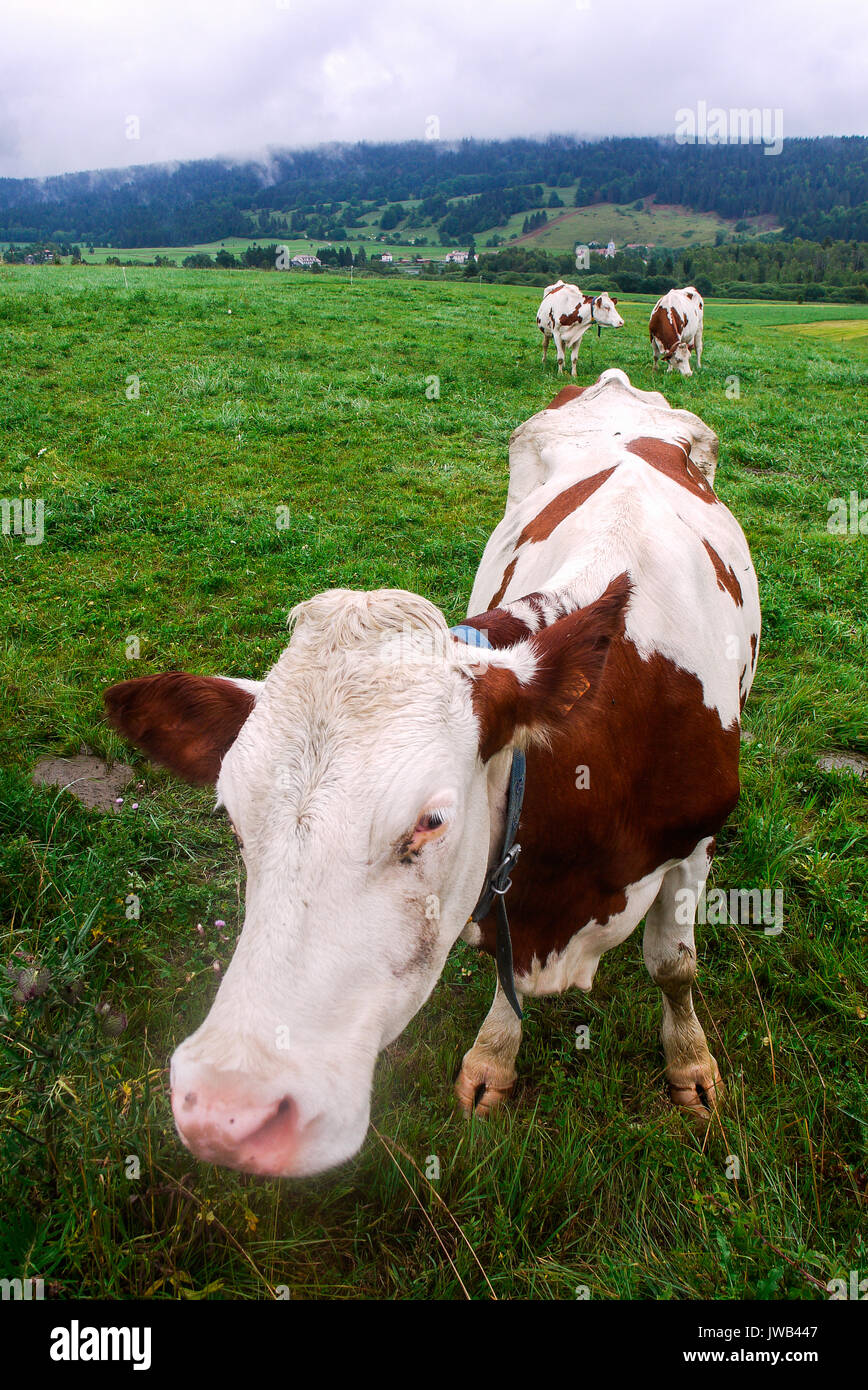 Cows grazing in a field of Jura country, Lake of Grandvaux, Franche-Comté, Jura (France) Stock Photo
