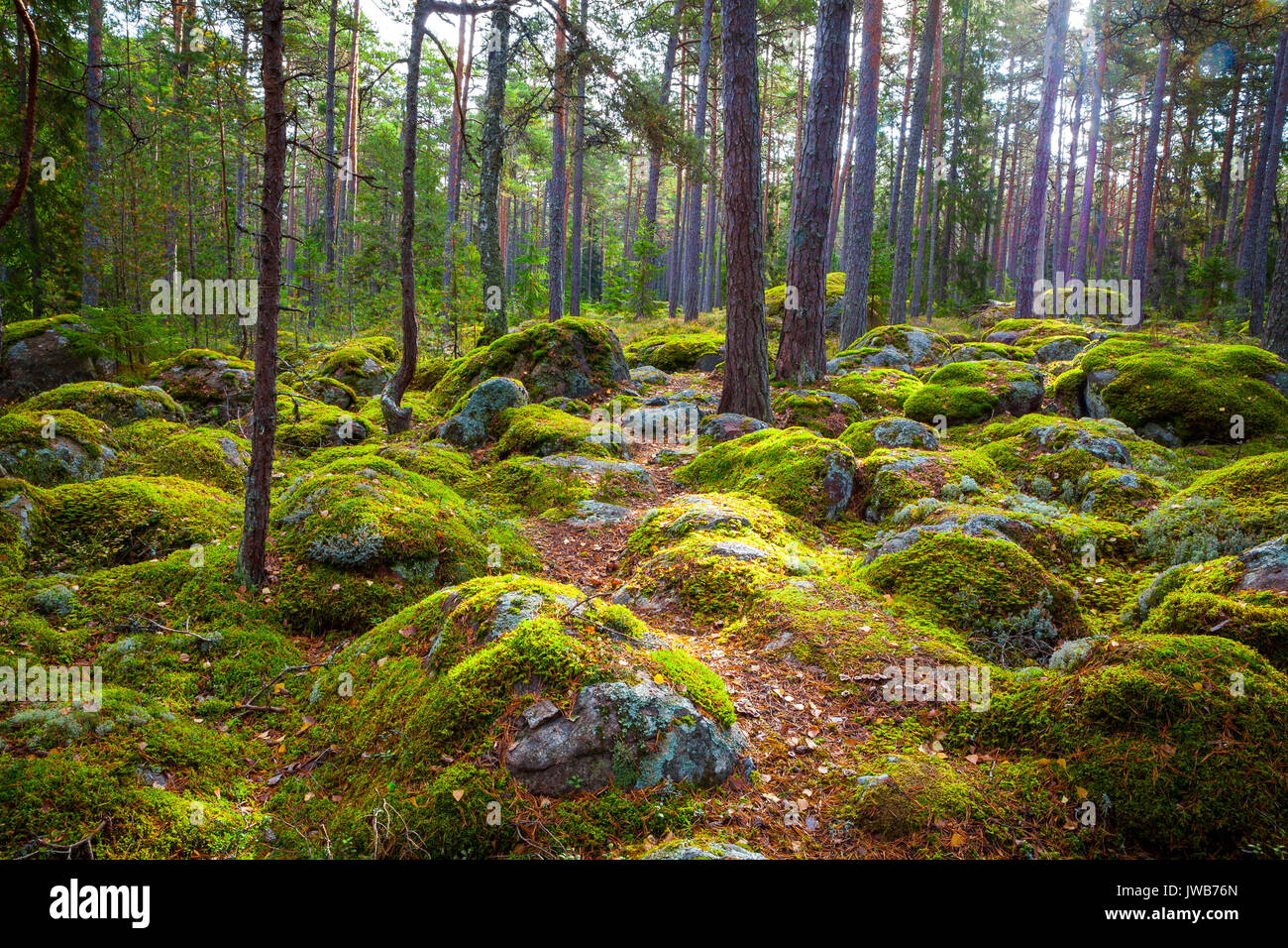 Pine forest and big boulders in beatiful day light Stock Photo