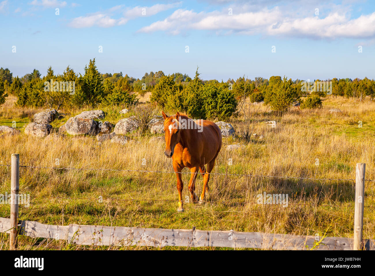 Beautiful brown horse in field near a fence Stock Photo - Alamy