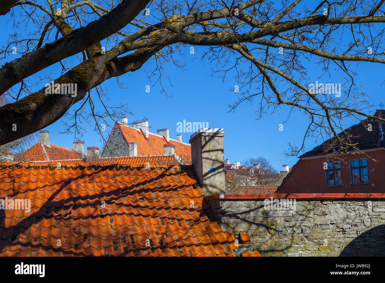 Roof tiles and tree branches. Sunny spring day Stock Photo Alamy