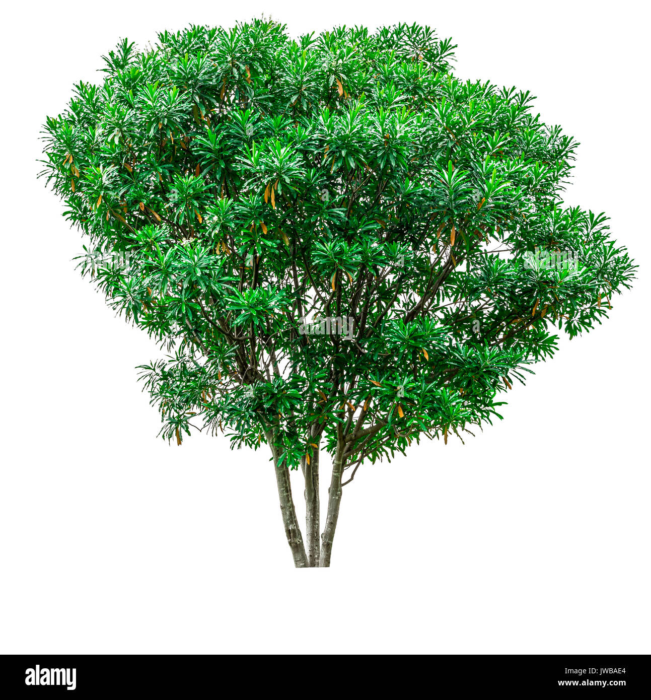 Green tree isolated on white background Stock Photo - Alamy