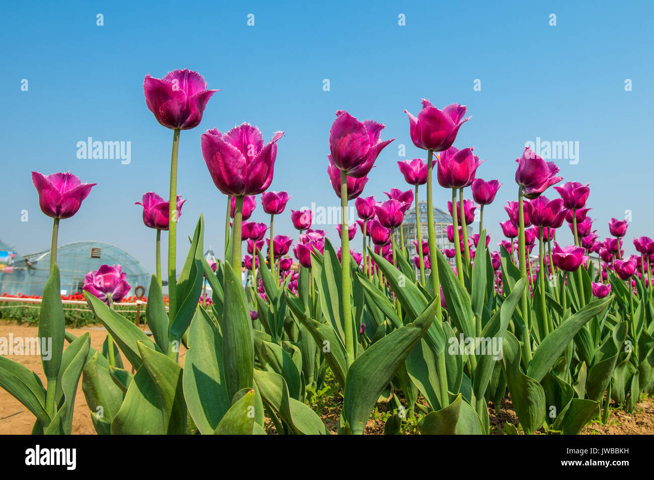 Colorful tulips, tulips in spring. Stock Photo