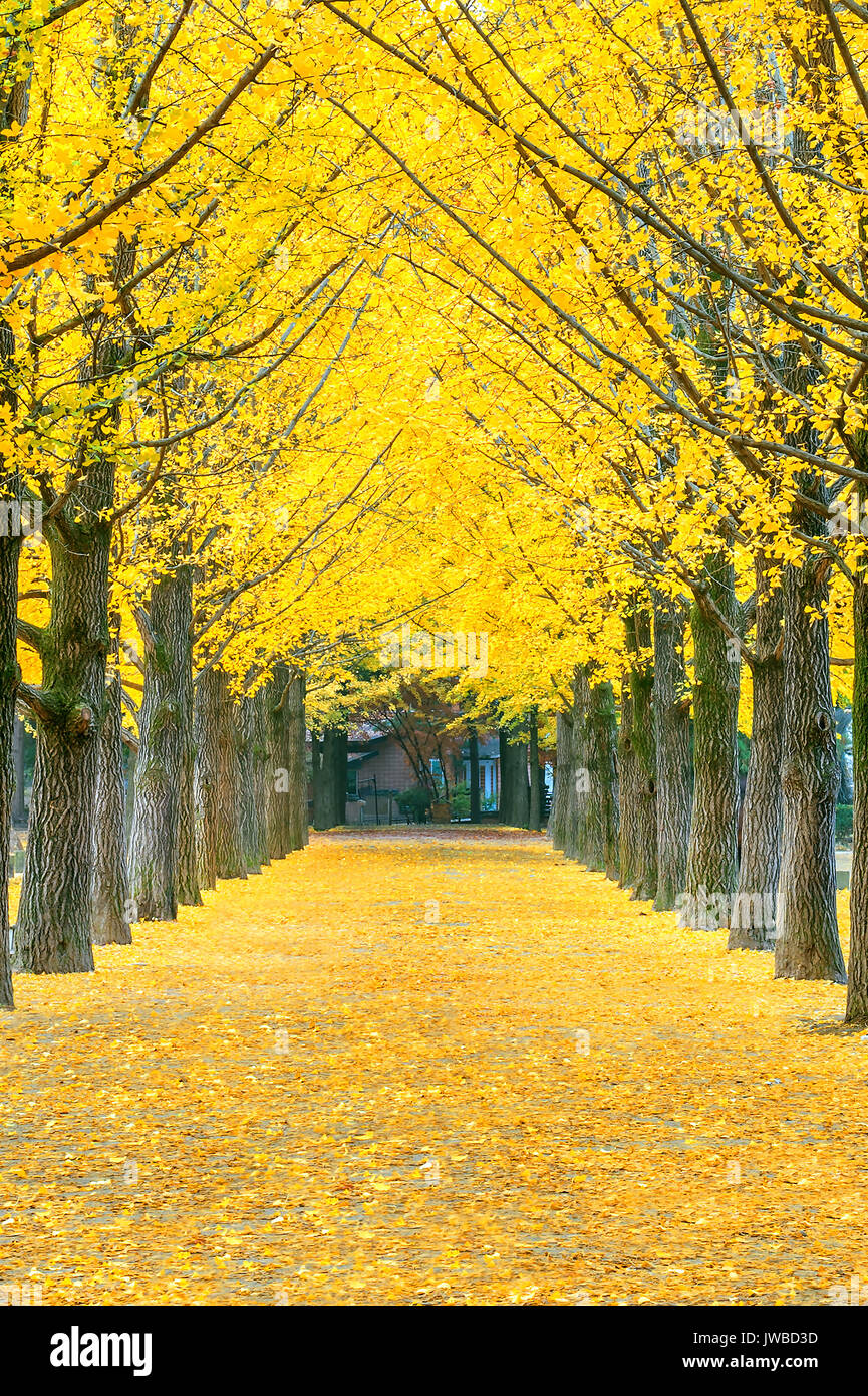 Page 3 - Nami Island High Resolution Stock Photography and Images - Alamy