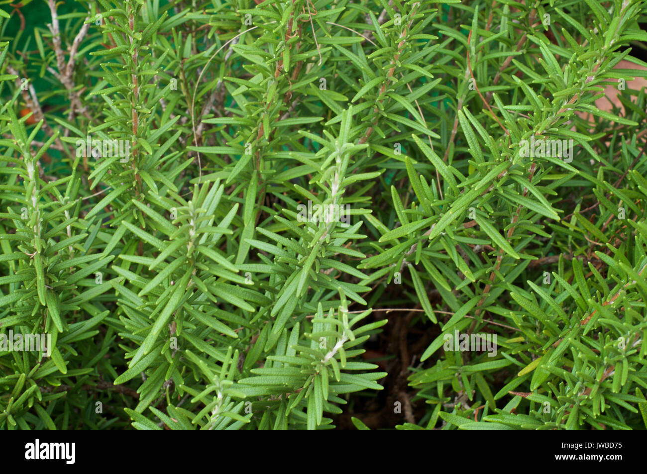 Long needle like leaves hires stock photography and images Alamy