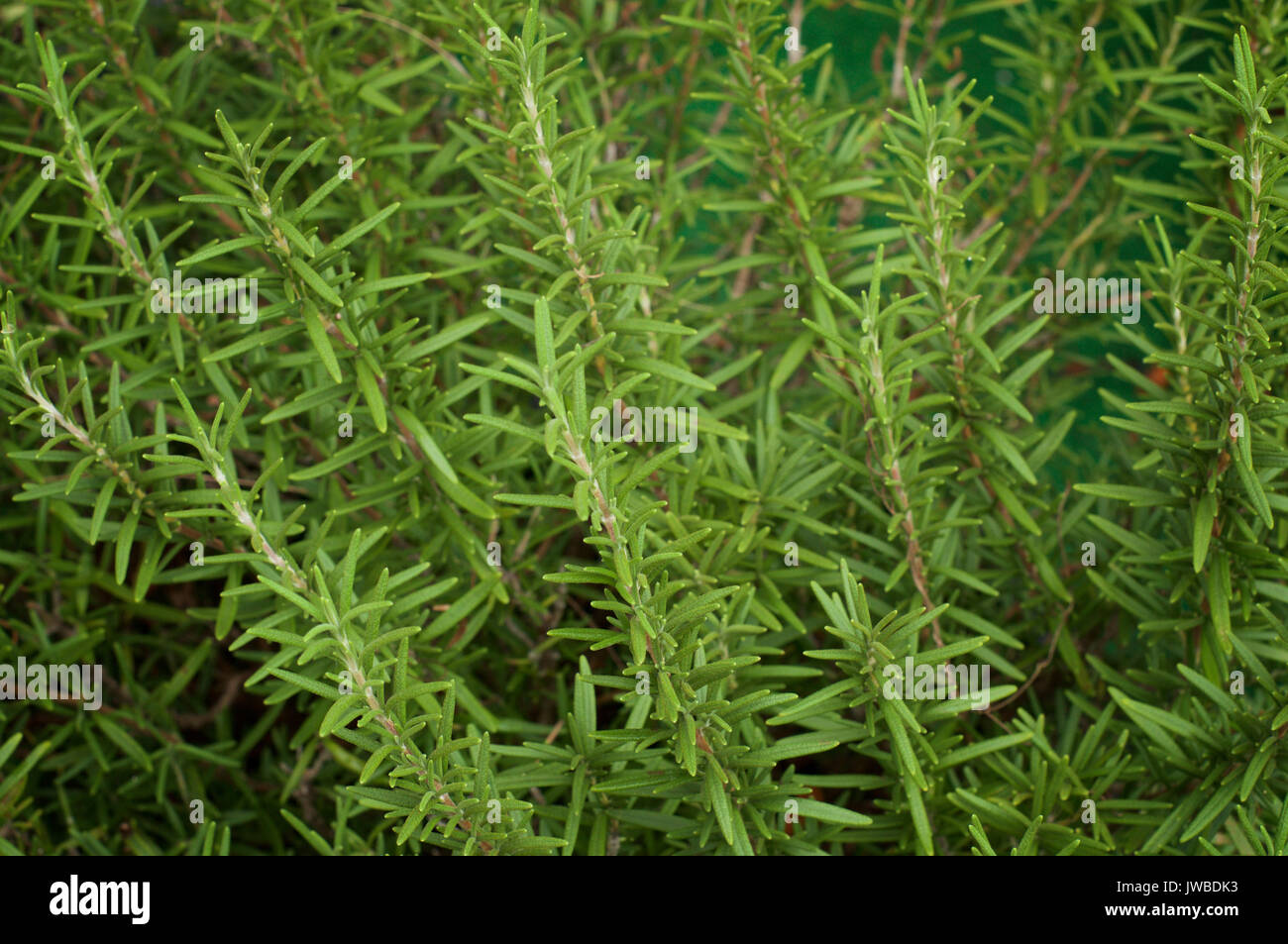 Long needle like leaves hires stock photography and images Alamy