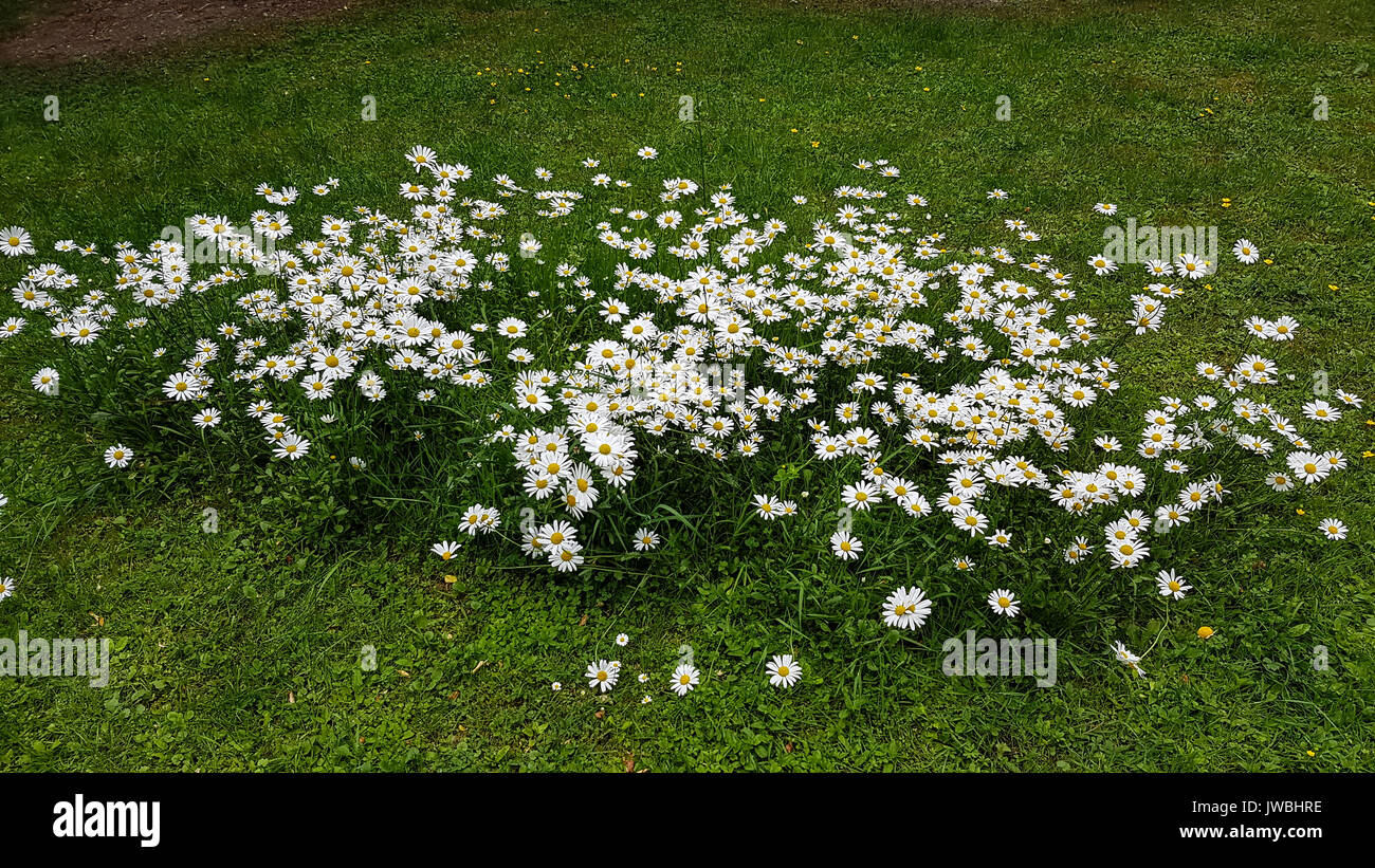 Hungarian Chamomile High Resolution Stock Photography and Images - Alamy