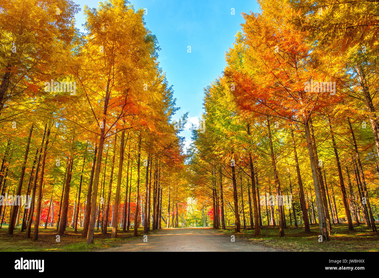 Autumn trees in Nami island, Korea Stock Photo Alamy