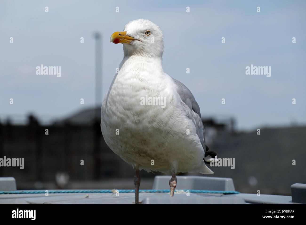 Seagull Stock Photo