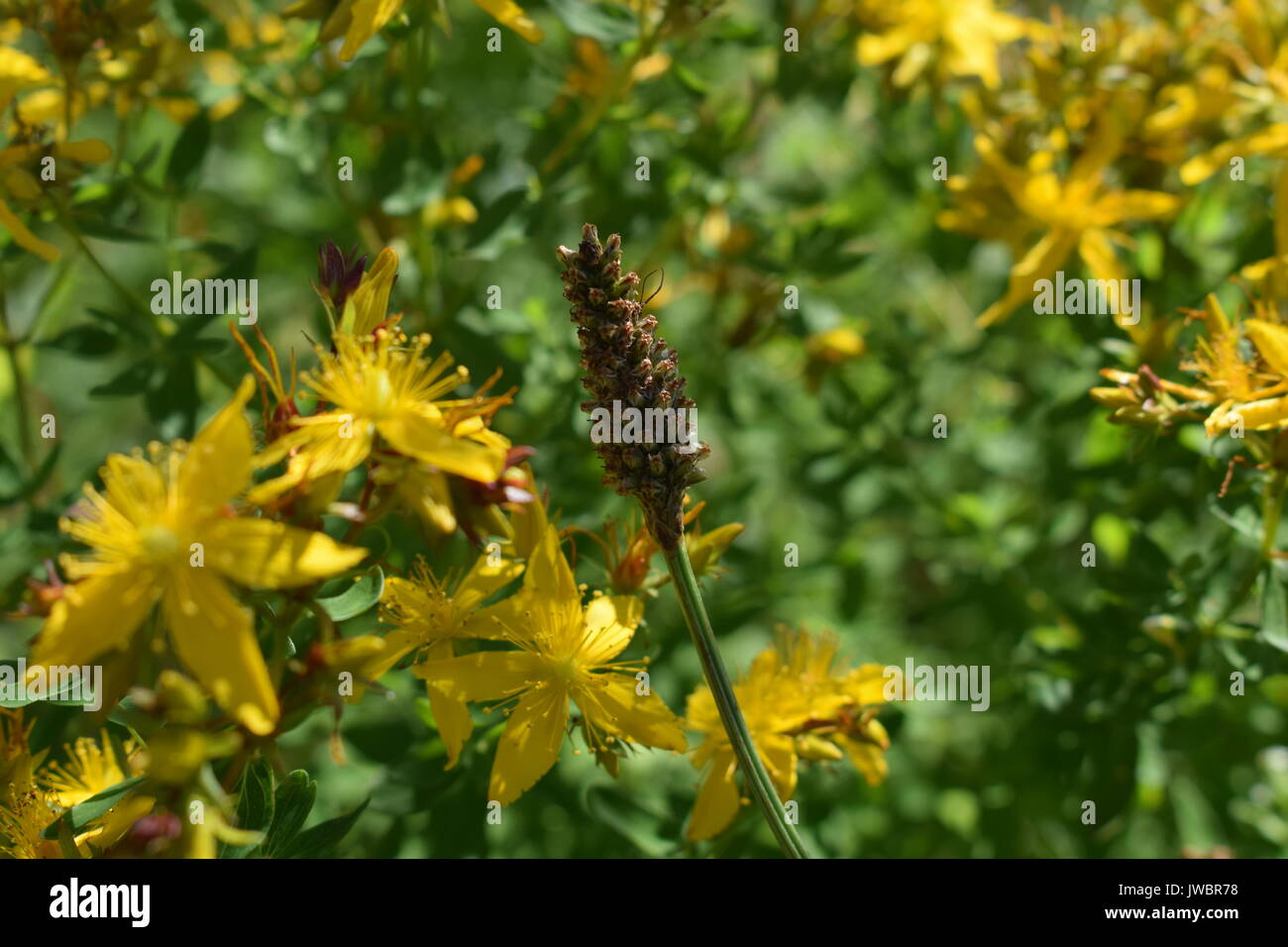 Weeds nature blooms hi-res stock photography and images - Alamy