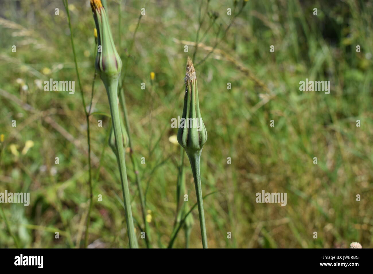 Wild Lettuce High Resolution Stock Photography and Images - Alamy