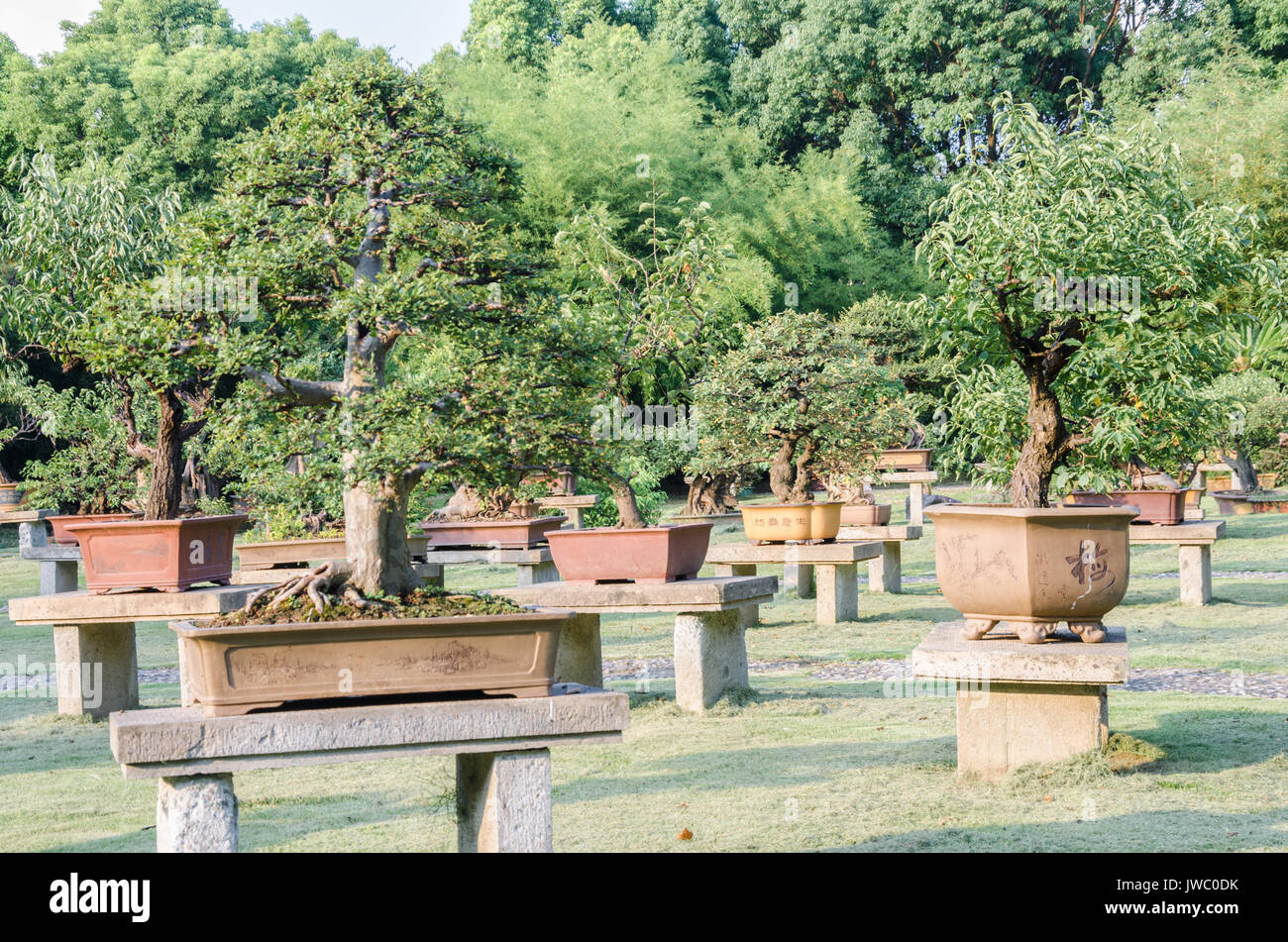 Rows of Bonsai trees in Century Park in Shanghai, China Stock Photo Alamy