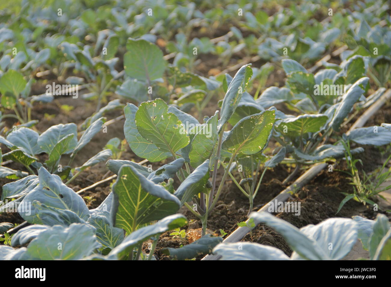 Cabbage in a field Stock Photo