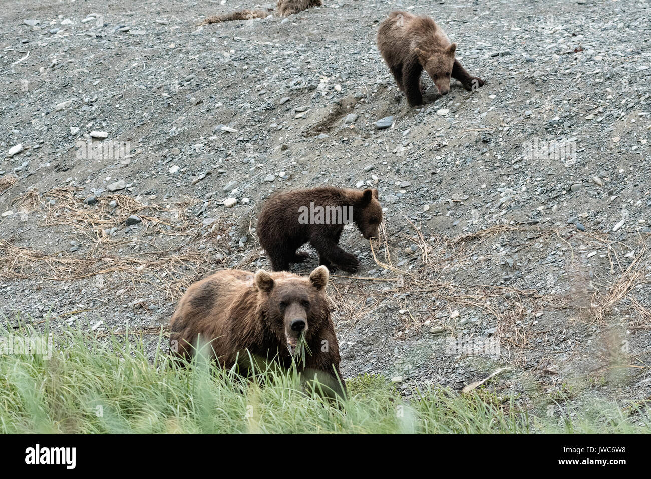 A Brown bear sow and her cubs along the marsh at the McNeil River State ...