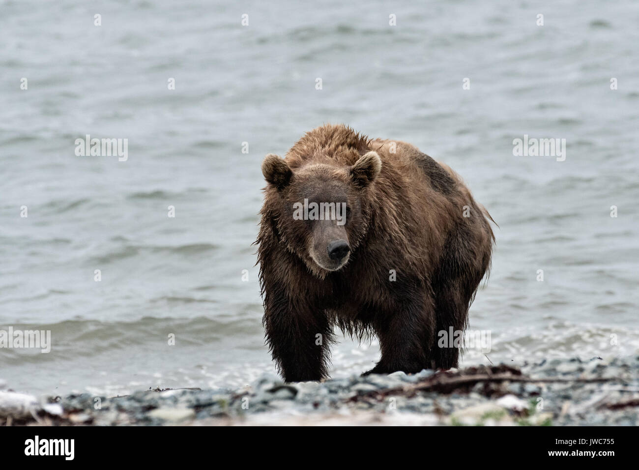 A Brown bear sow on the beach at the McNeil River State Game Sanctuary ...
