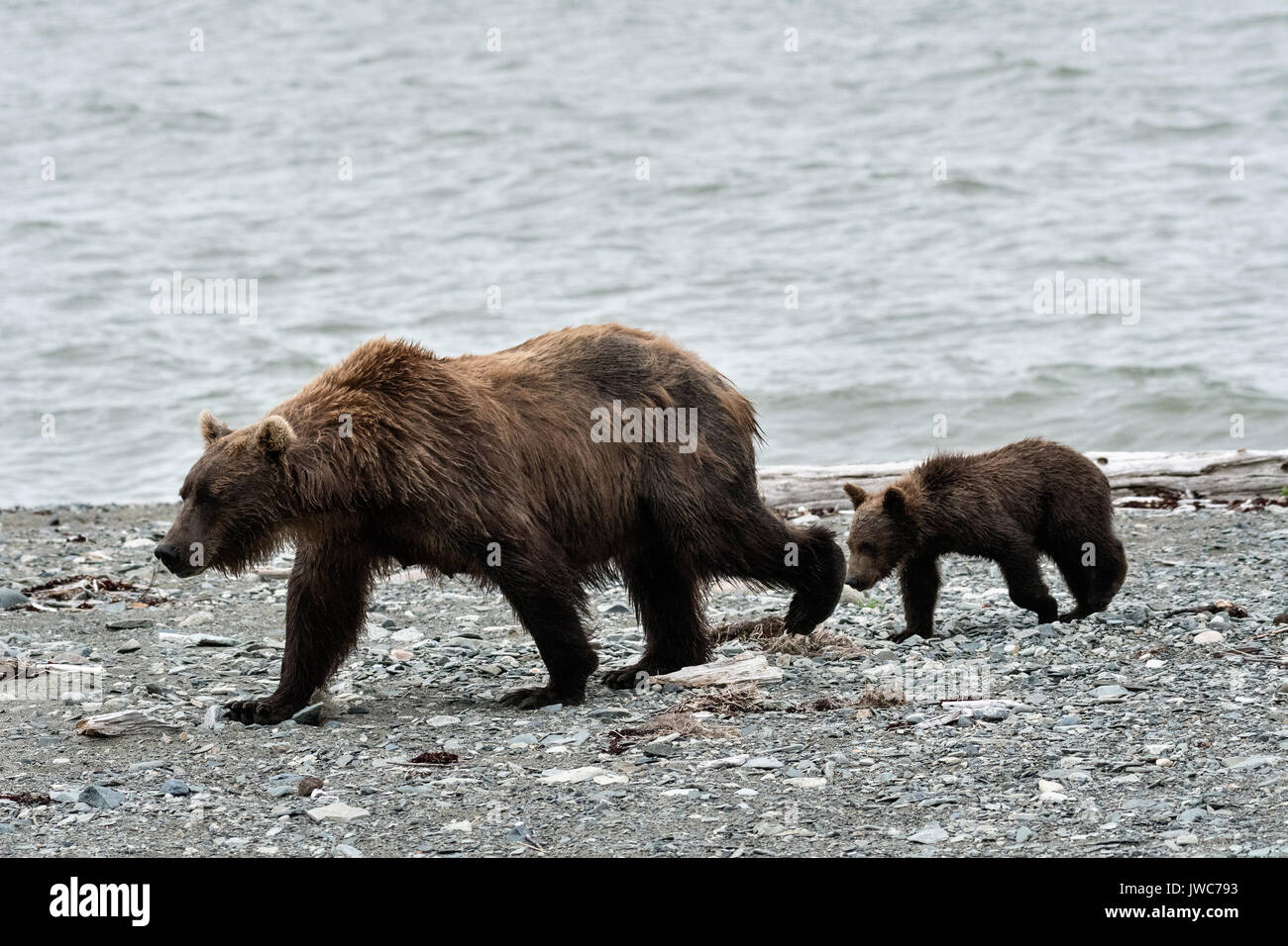 A Brown bear sow and her cub walk on the pebble spit at the McNeil ...