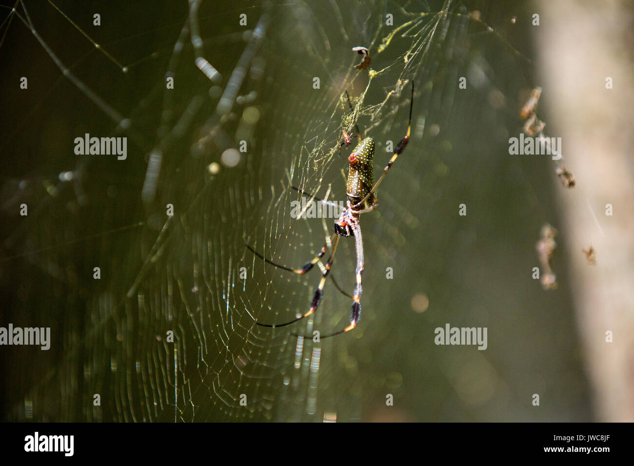 A golden-orb spider in its web. Stock Photo