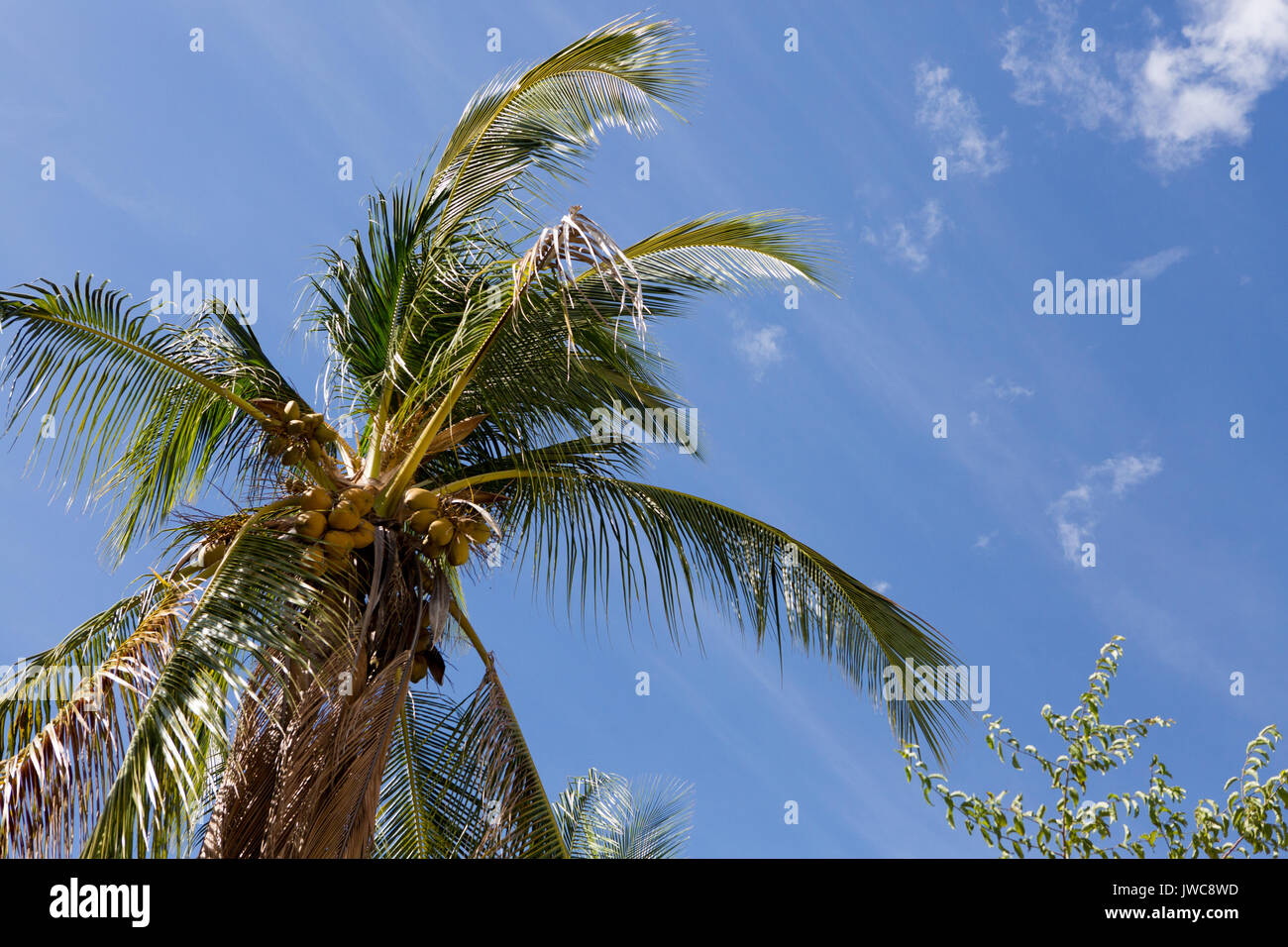 Against a blue sky,details of a coconut tree located on the small island named Isla Granito de Oro,meaning Little Grain of Gold. Stock Photo
