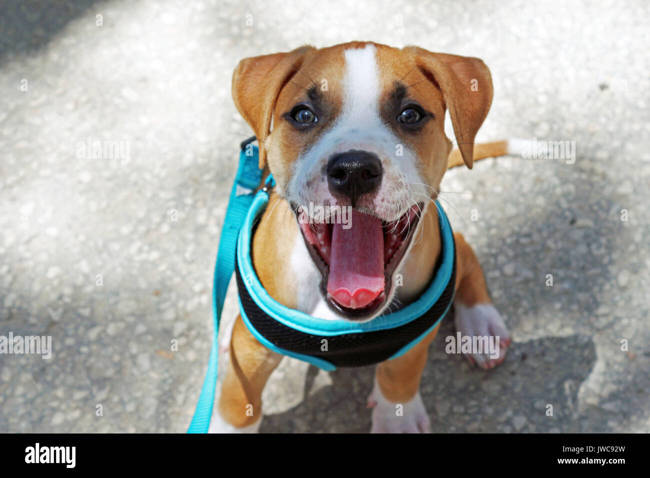 A Very Young Pit Bull Puppy with a Blue Leash and Harness On his First Walk Being Trained. Stock Photo