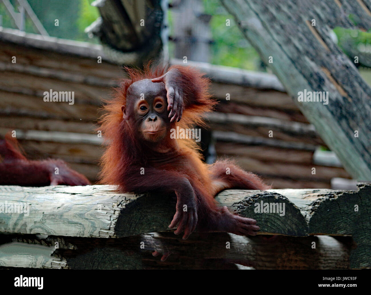A baby Orangutan playing around on a primate platform. Stock Photo