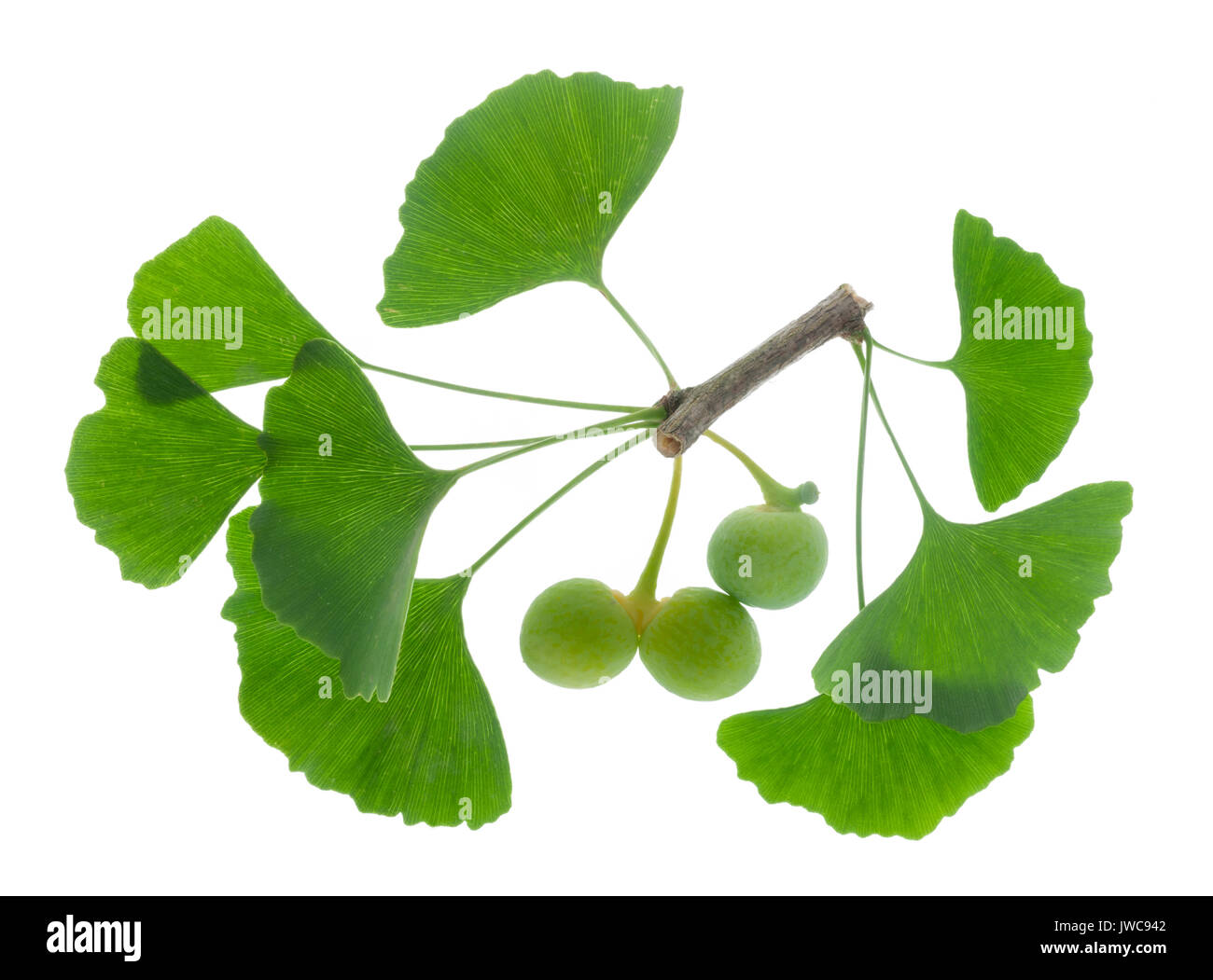 ginkgo as medicinal plant for alternative medicine Stock Photo