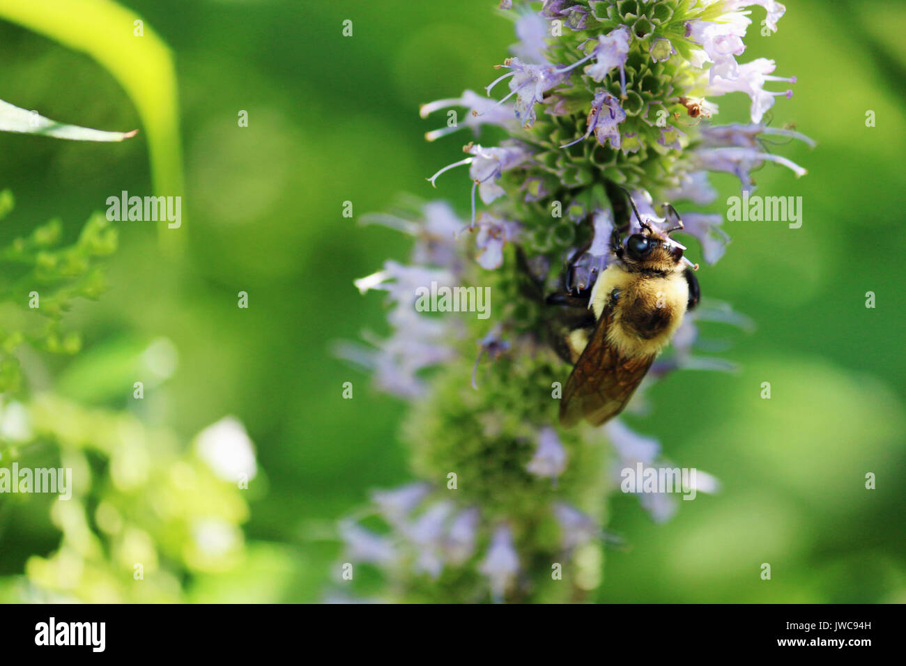 A bumble Bee on a light purple flower with an all green natural background. Stock Photo