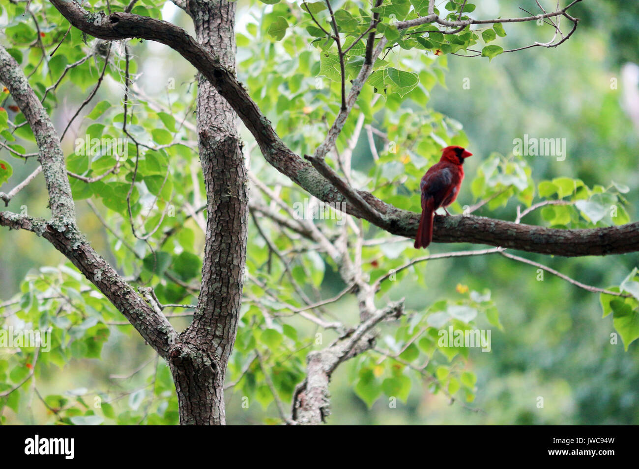 A red Cardinal perched on a tree branch. Stock Photo