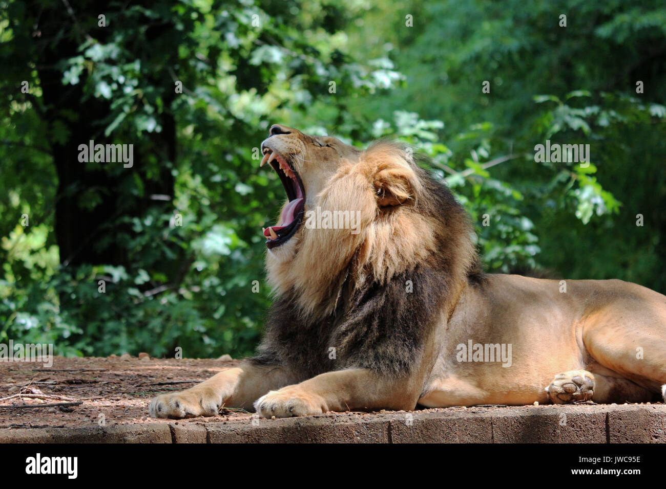 A Lion Relaxing in his Habitat with A Leafy Green Background. Stock Photo