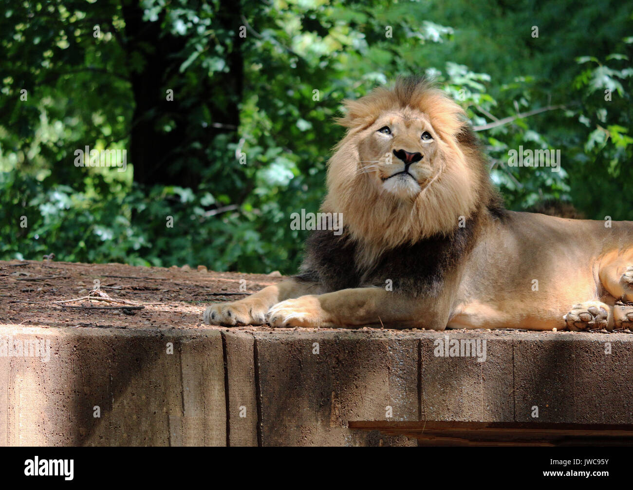 A Lion Relaxing in his Habitat with A Leafy Green Background. Stock Photo
