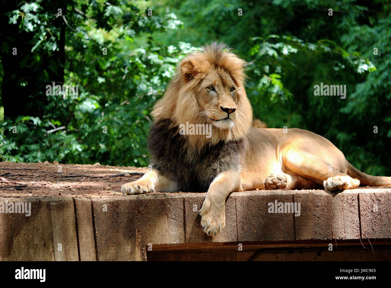 A Lion Relaxing in his Habitat with A Leafy Green Background. Stock Photo