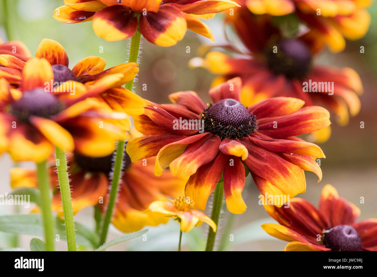 Rudbeckia 'Rustic dwarf' flower. Coneflowers in an english garden. UK