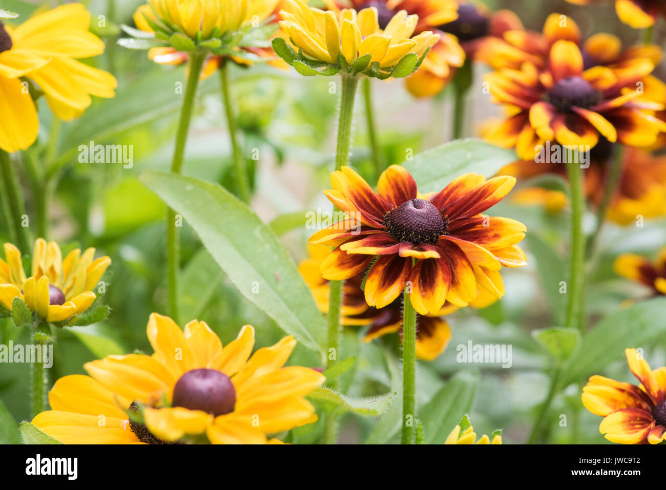 Rudbeckia 'Rustic dwarf' flower. Coneflowers in an english garden. UK