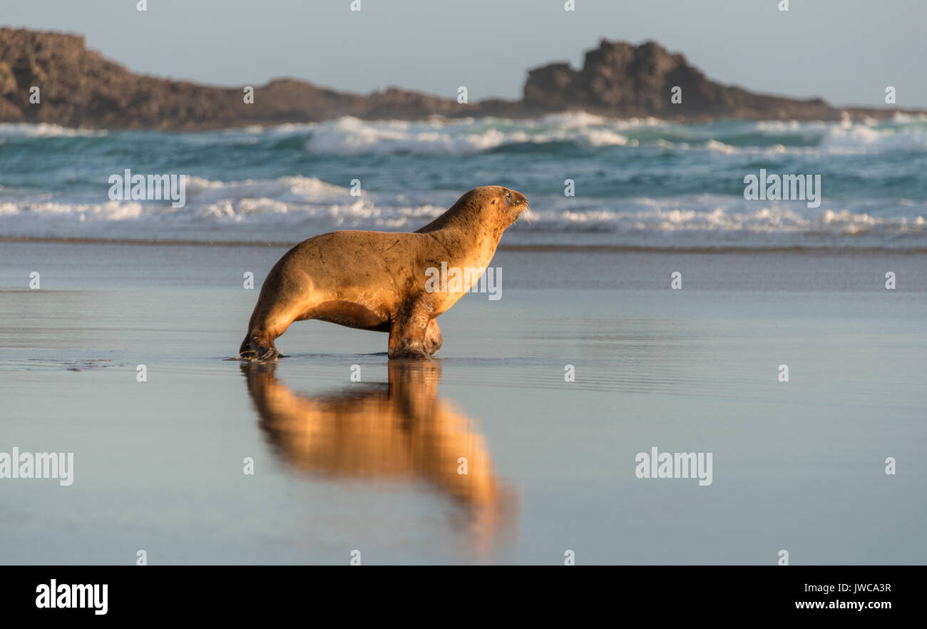 New Zealand Sea Lion (Phocarctos hookeri) running on the beach, Sandfly