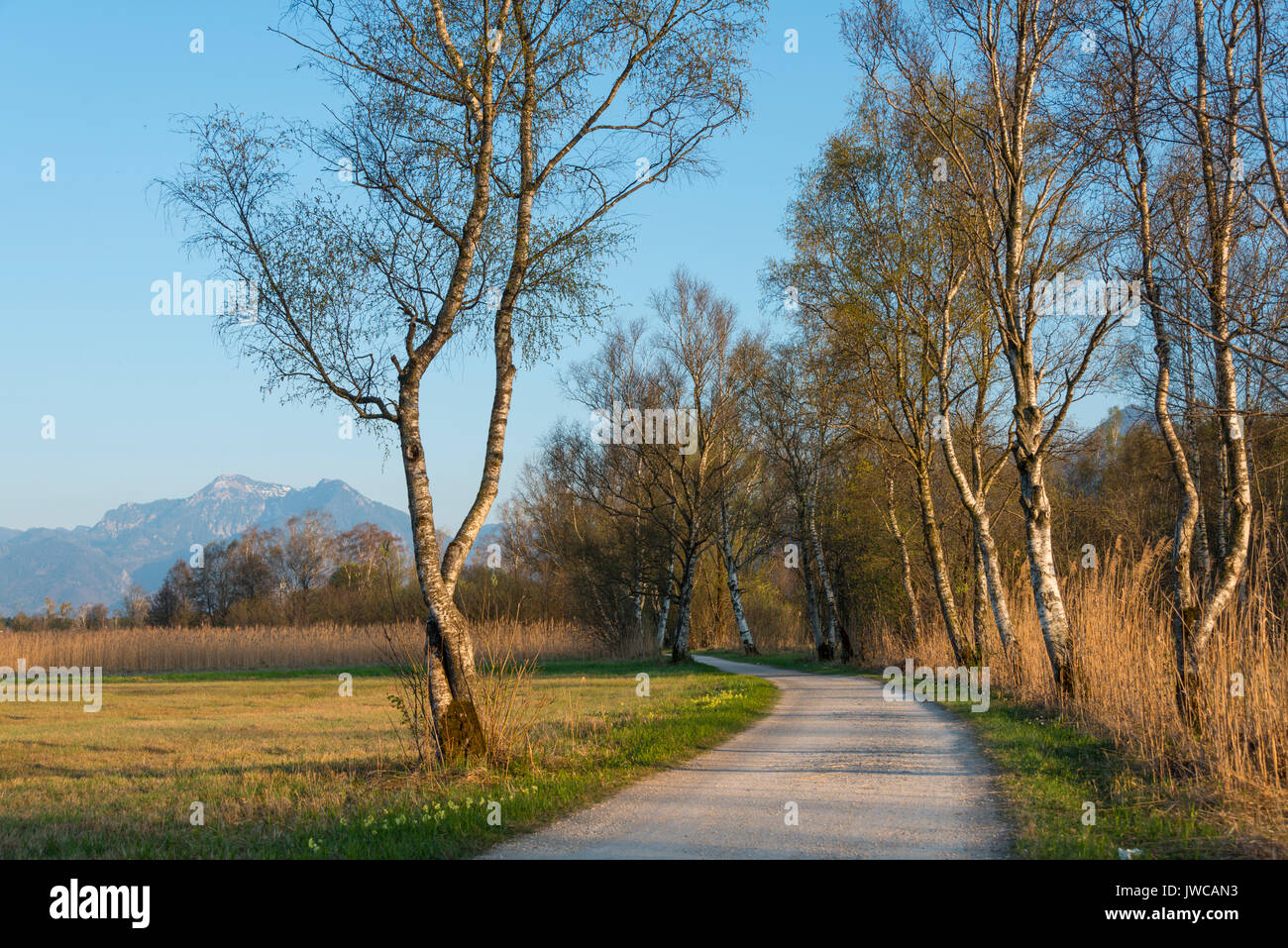 Bicycle path and footpath at the Chiemsee, Chiemsee circular path, Upper Bavaria, Bavaria, Germany Stock Photo