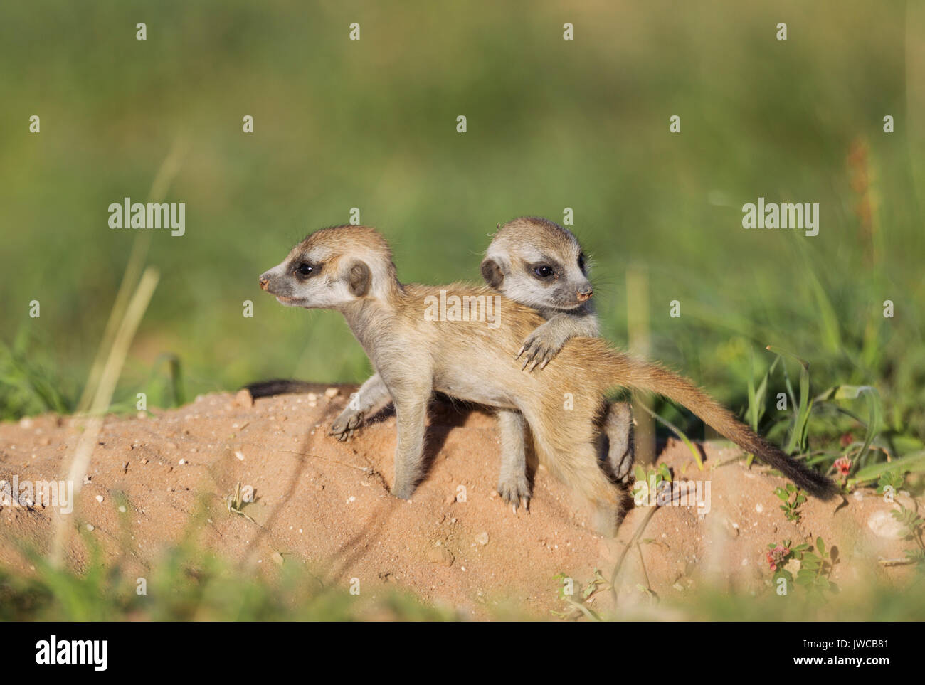 Animals that burrow hi-res stock photography and images - Alamy