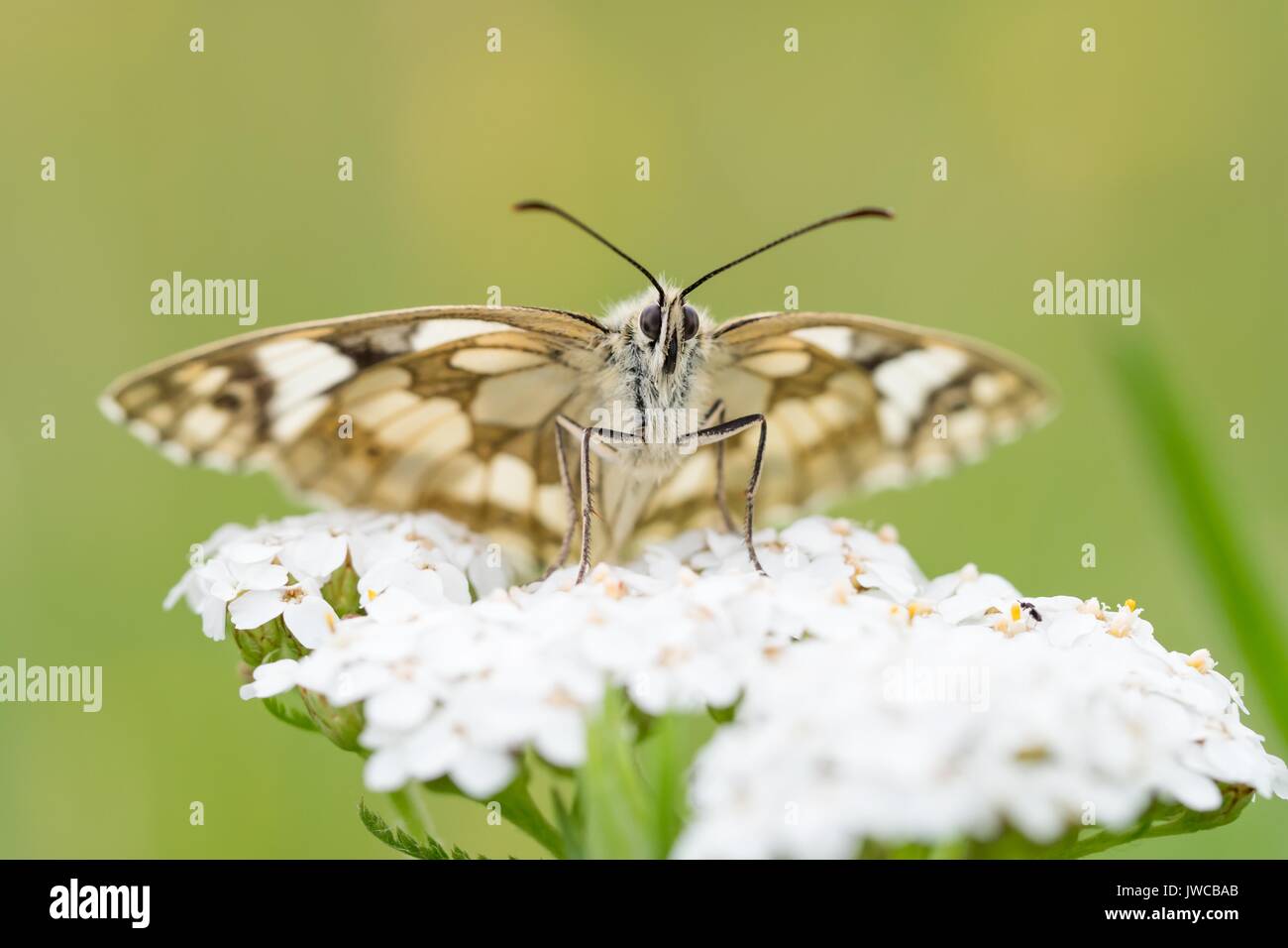 Marbled white (Melanargia galathea) on Common Yarrow (Achillea millefolium), Hesse, Germany Stock Photo