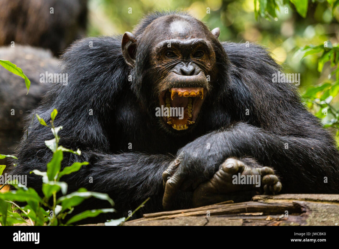 Common chimpanzee (Pan Troglodytes) in forest, Kibale National Park, Uganda Stock Photo