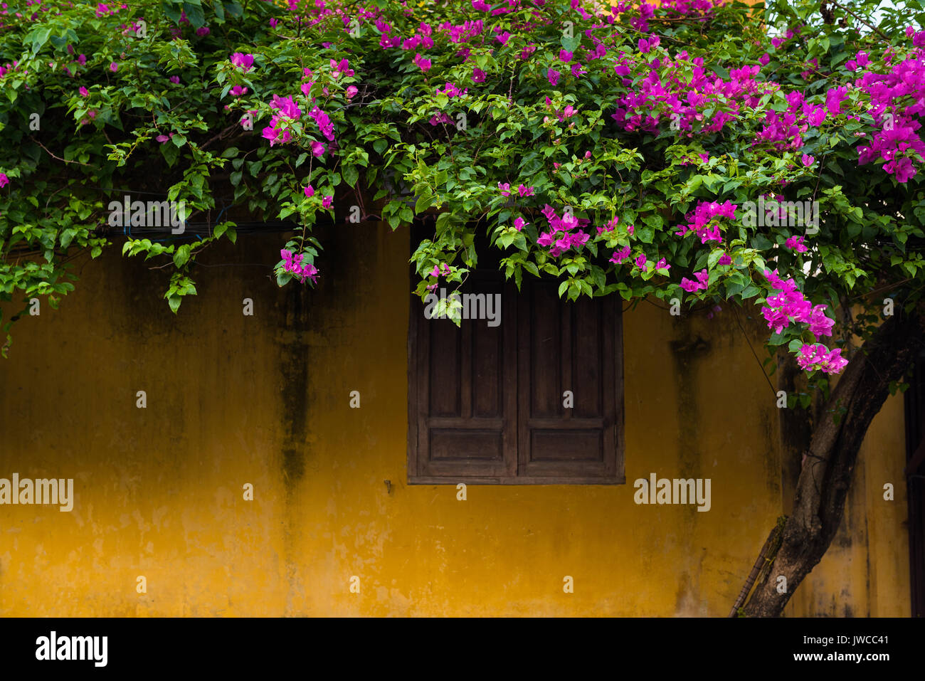 Bougainvillea at wall hires stock photography and images Alamy