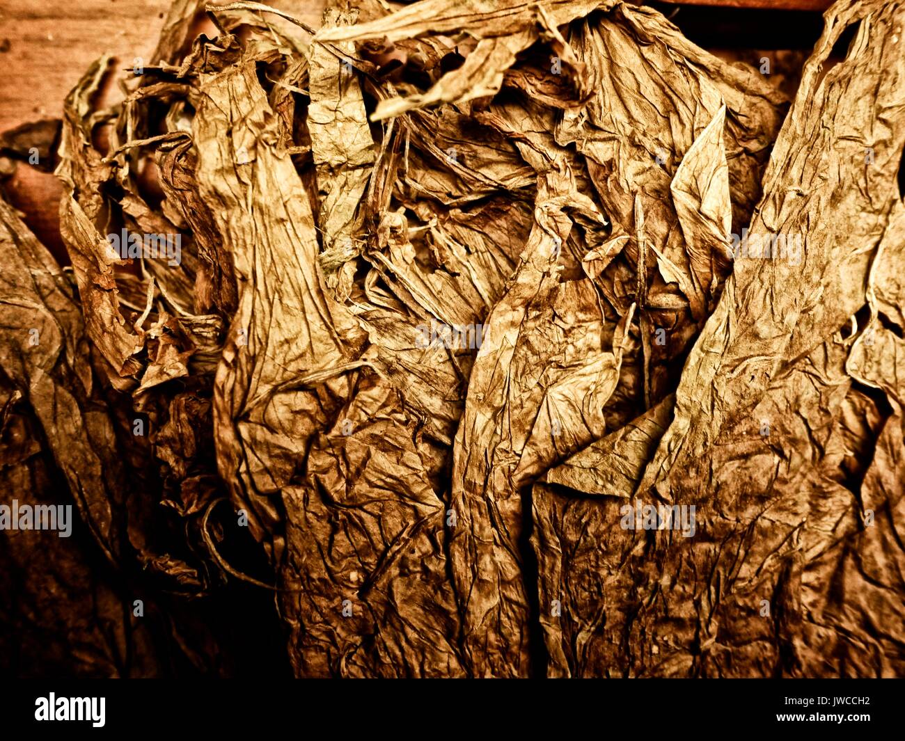 Dry tobacco leaves Stock Photo Alamy