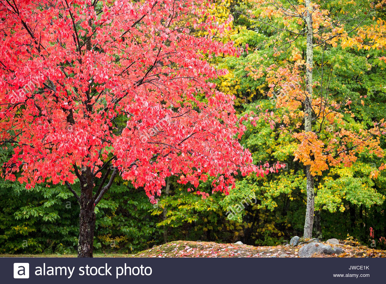 New Hampshire State Tree Stock Photos & New Hampshire State Tree Stock