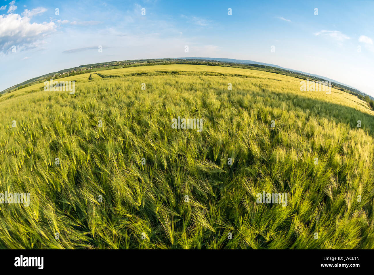 Young green ears of wheat, beautiful landscape with village on background, fish eye effect, Ukraine Stock Photo