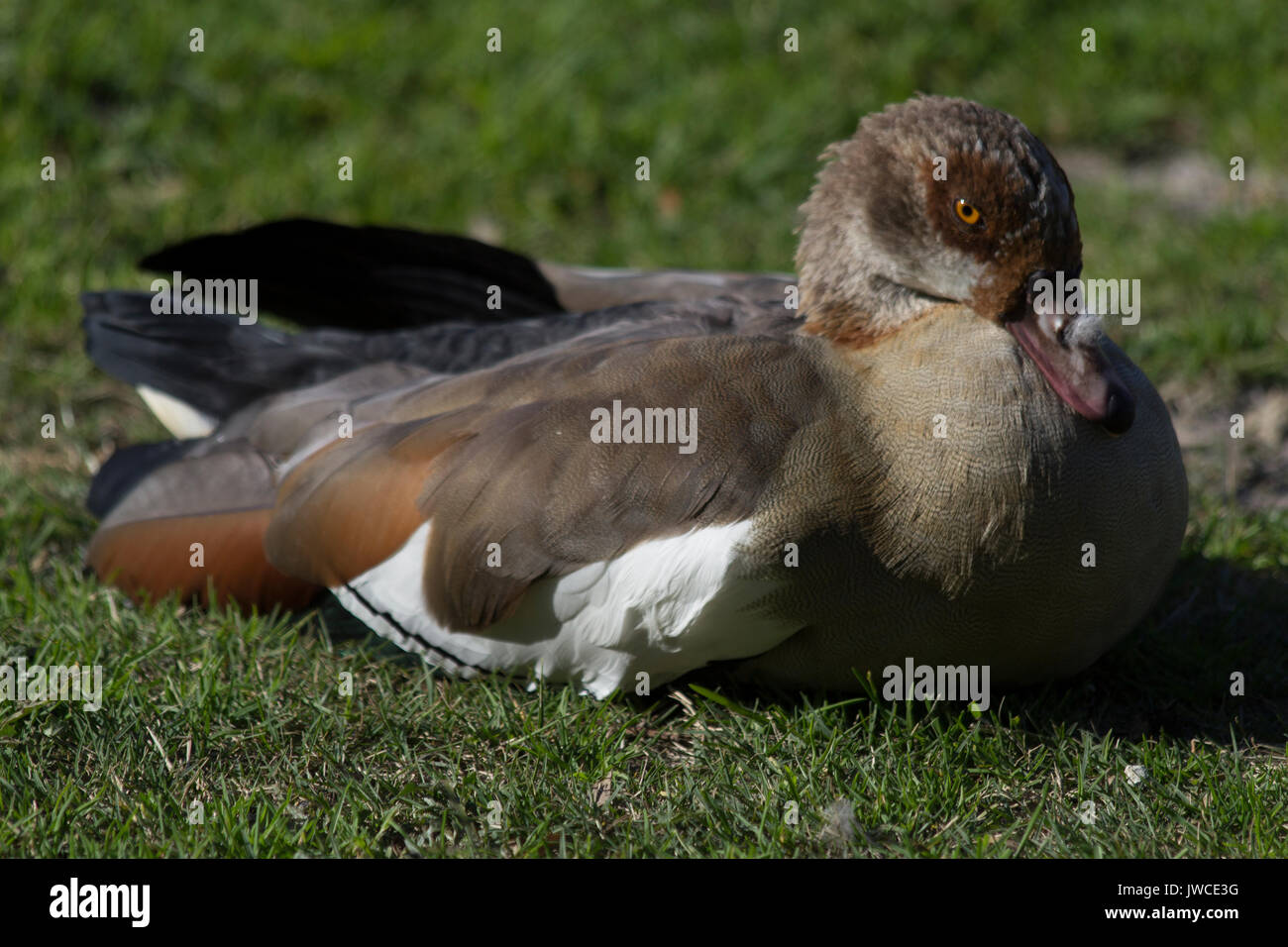 Egyptian Goose lazing in the sun Stock Photo