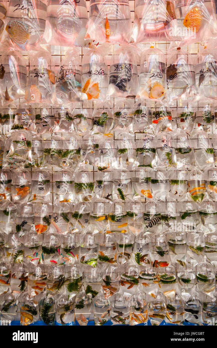 Sale of pet fish in one of many Tung Choi Street pet shops in Mongkok