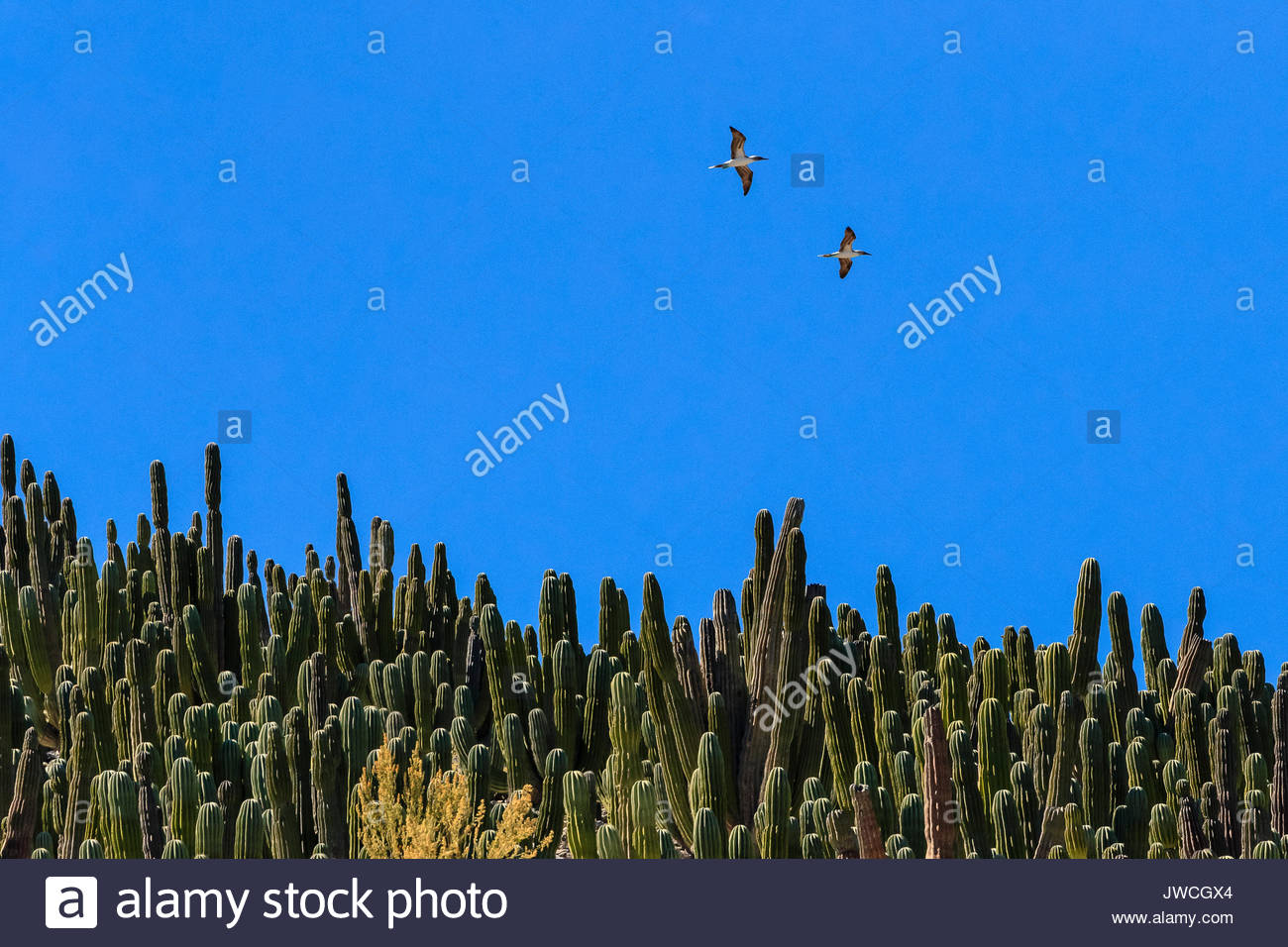 Blue-footed boobies in flight over a cardon cactus forest on San Pedro Martir Island. Stock Photo