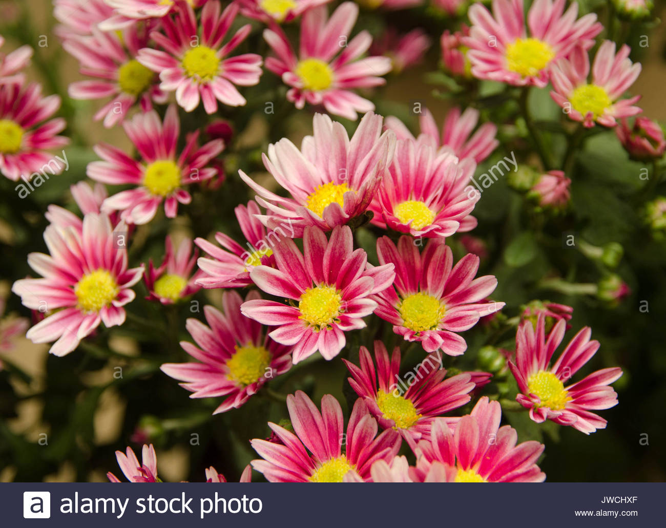 Chrysanthemum Morifolium Stock Photos & Chrysanthemum Morifolium Stock ...