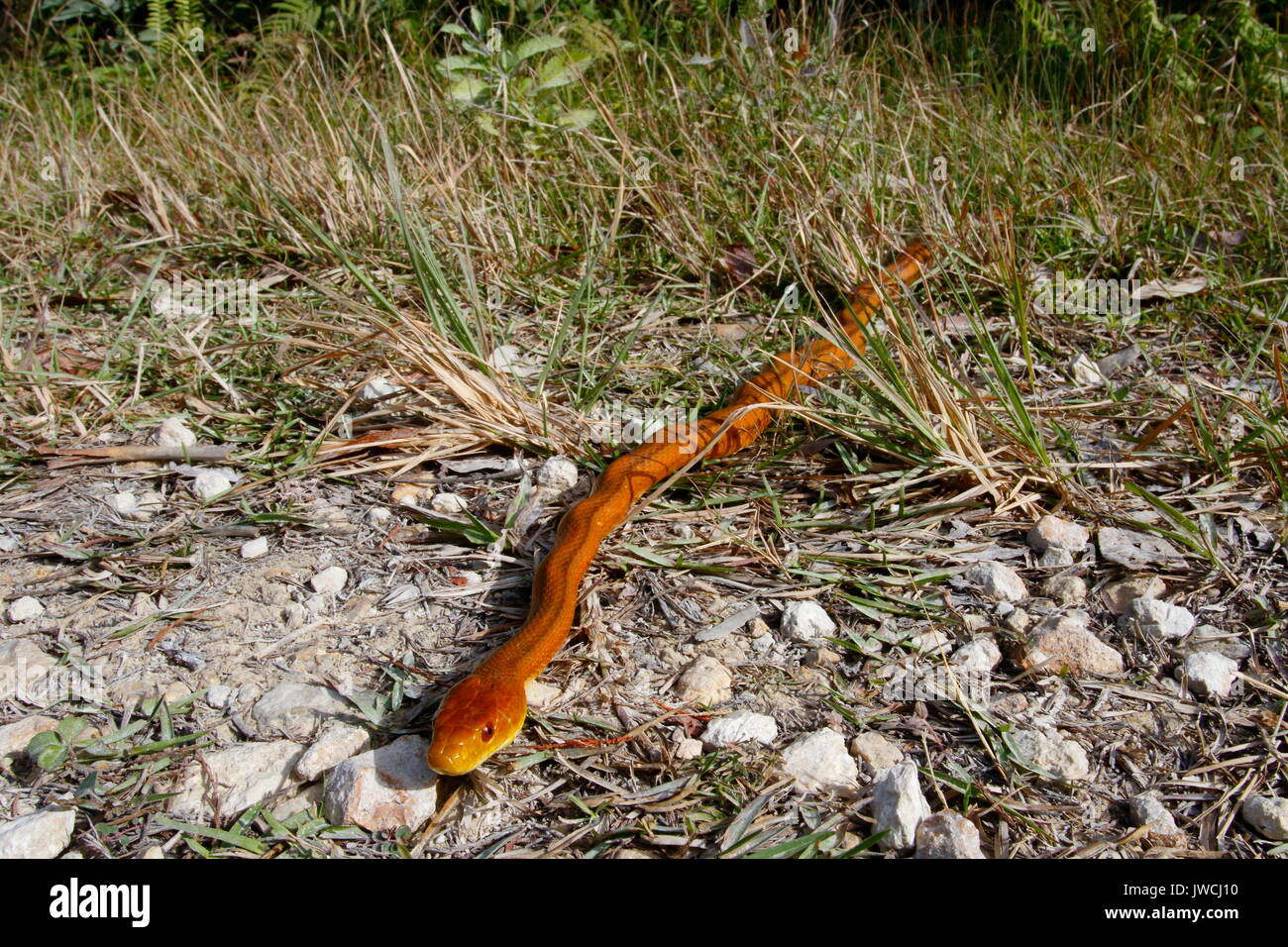 An Everglades rat snake, Elaphe obsoleta rossalleni, crawls on a path. Stock Photo