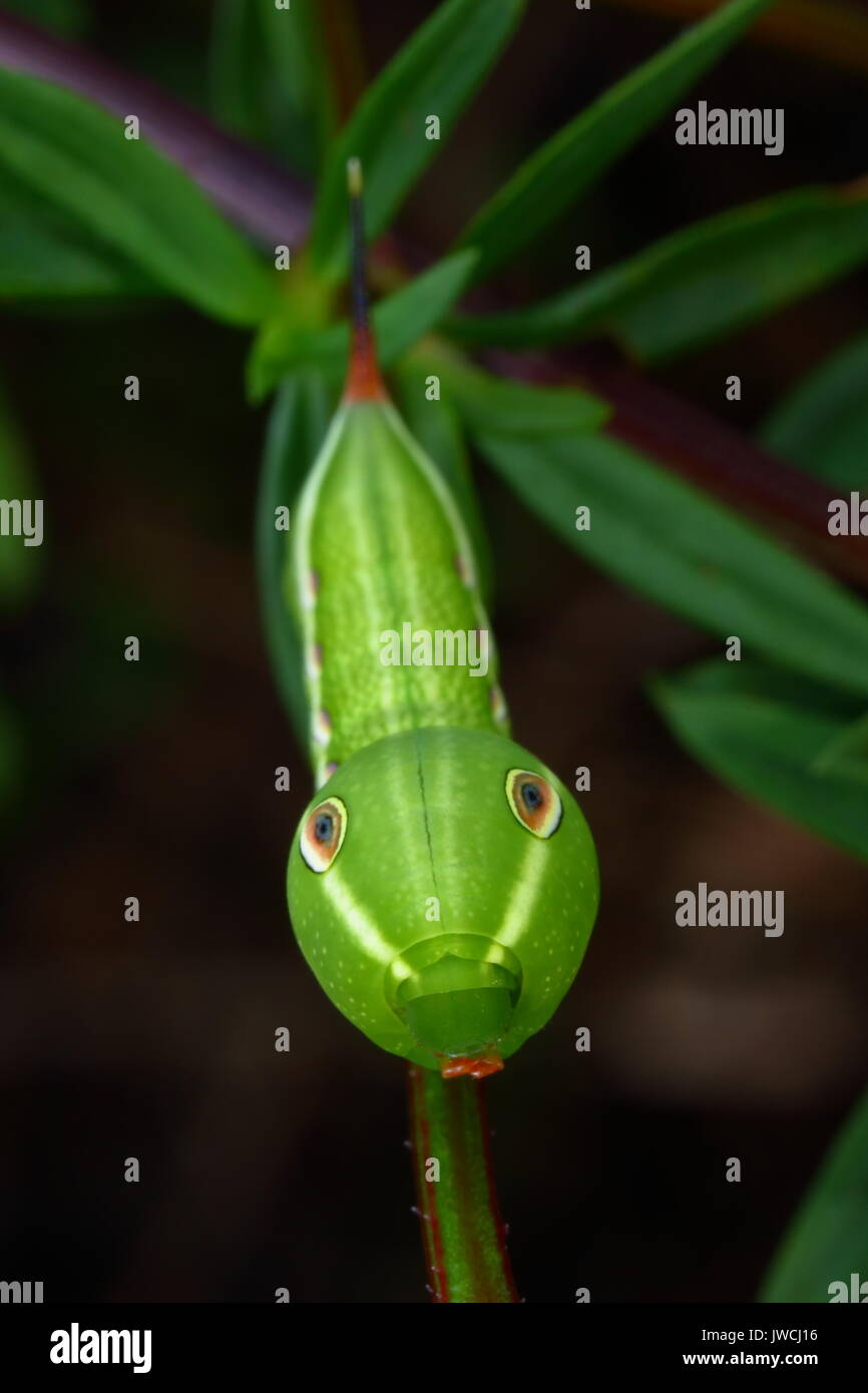 A tersa sphinx moth caterpillar, Xylophanes tersa, in a defensive snake mimic posture. Stock Photo