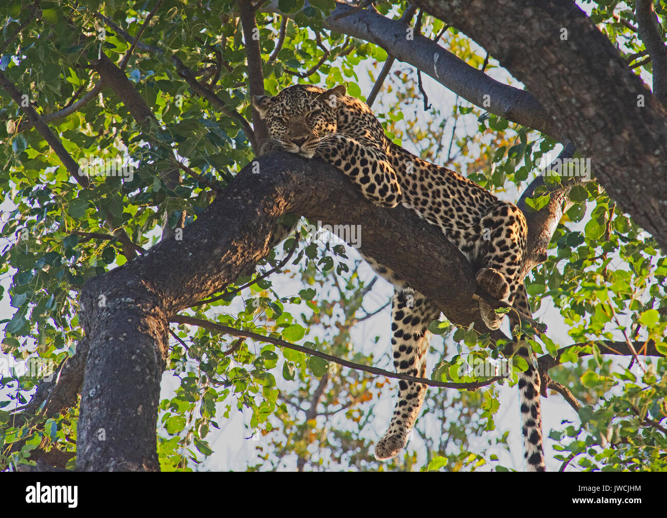 Leopard in tree Madikwe Game Reserve South Africa Stock Photo Alamy