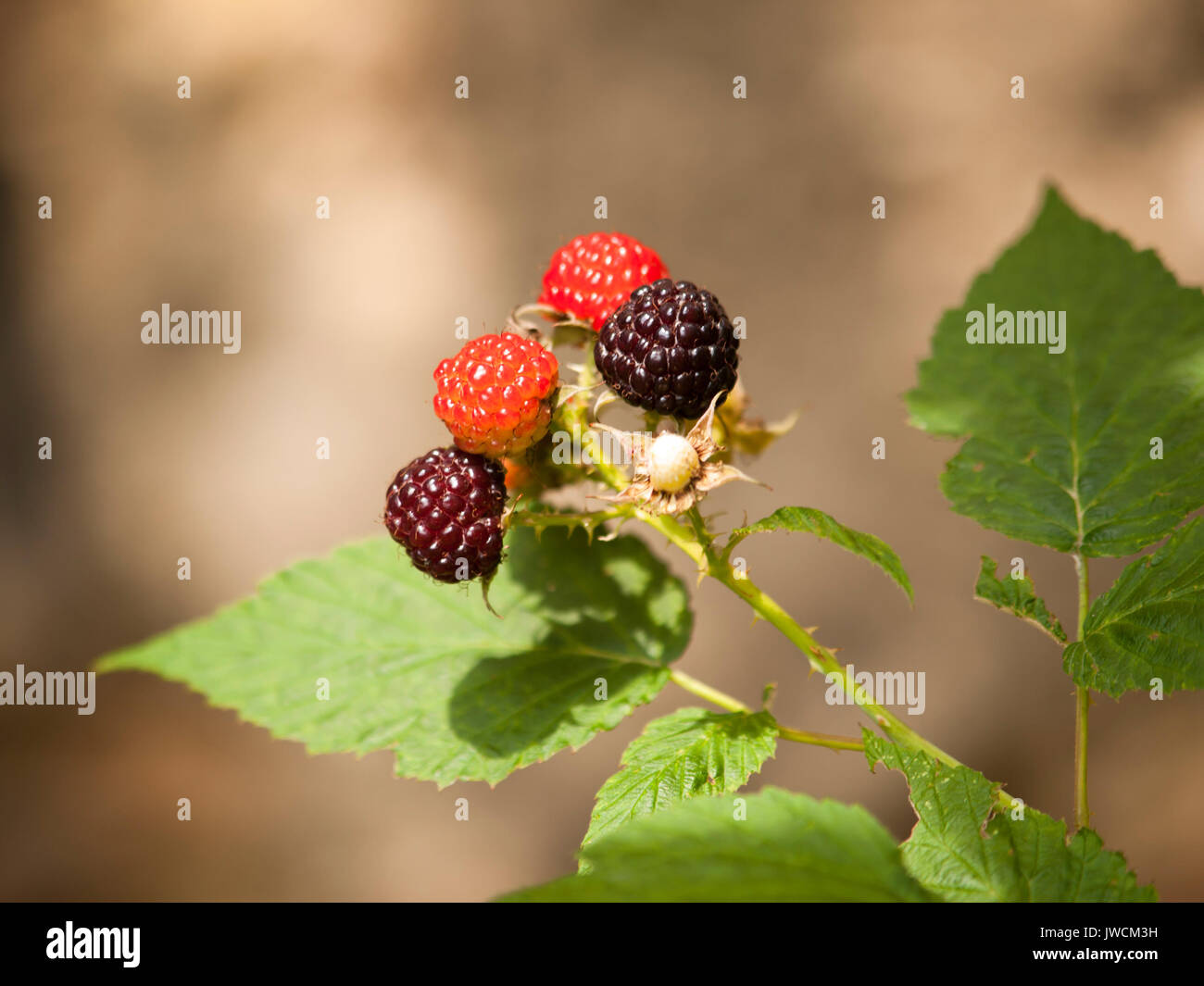 Detail of ripening blackberries on branch in summer - Rubus fruticosus Stock Photo