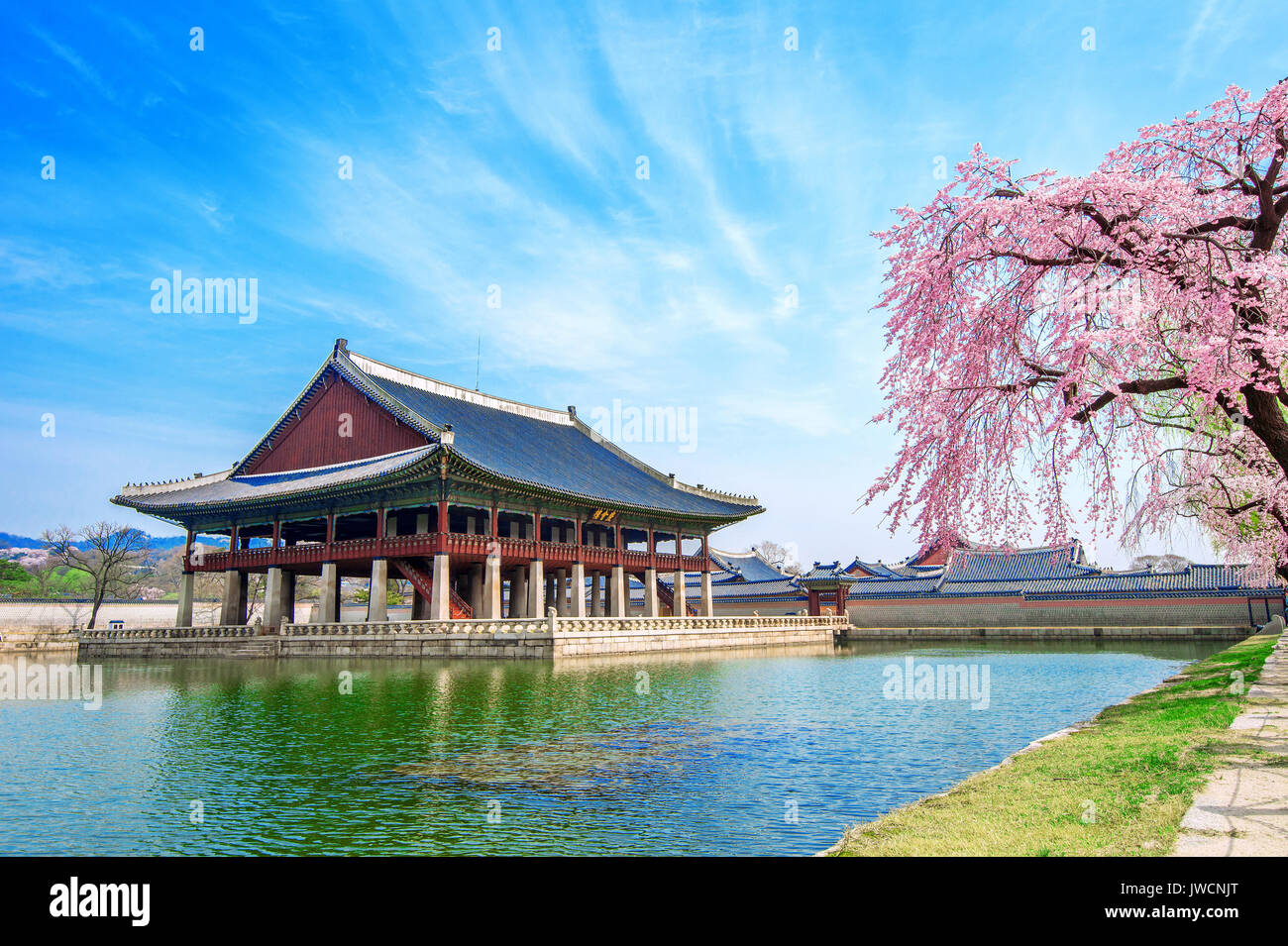 Gyeongbokgung Palace with cherry blossom in spring,South Korea. Stock Photo